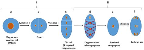 History and Current Status of Haploidization in Carrot (Daucus carota L.)