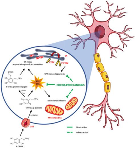 Biomedicines | Special Issue : Biochemical and Cellular Mechanisms ...