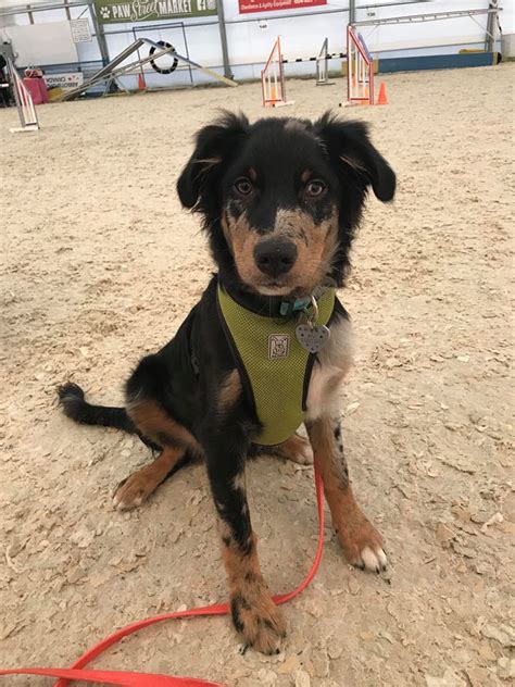 Dogs Getting into Pot 的图像结果