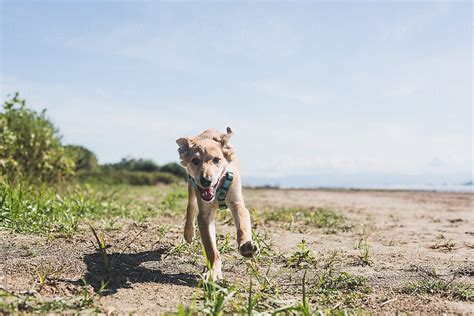 Running Dog 的图像结果