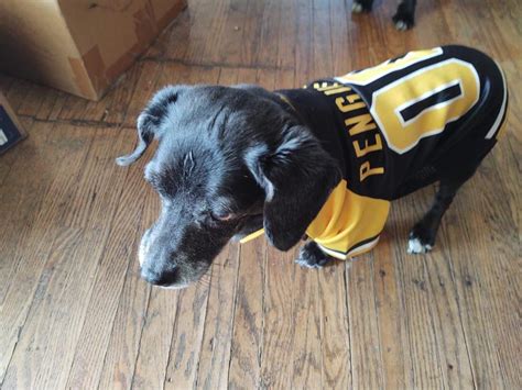 defeat Guinness Can't read or write bruins dog jersey Thorny ...