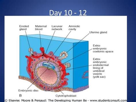 Image result for 2nd Week of Development