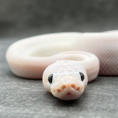 Image result for White Wedding Ball Python