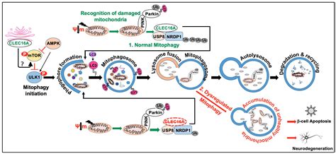 CLEC16A—An Emerging Master Regulator of Autoimmunity and Neurodegeneration