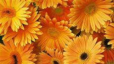 Wallpaper High Resolution Orange Background Hd by Orange Flowers Hd Desktop Backgrounds Free Wallpaper High Resolution Orange Background Hd