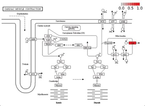 Comparative transcriptome analysis to identify common genes involved in ...