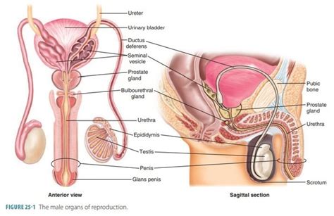 Reproductive System for Men 的图像结果