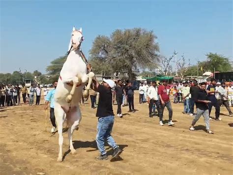 Jasra Ashw Mela: Bharatraj Tops 2-Tooth; Kotdas Samrat Buffalo Wins
