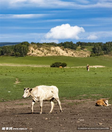 草原牛 的图像结果