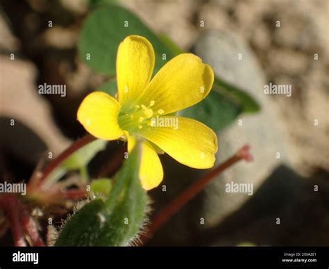 Creeping Woodsorrel (Oxalis corniculata) Plantae Stock Photo - Alamy
