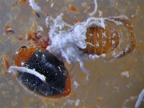 Adulto do predador Cryptolaemus montrouzieri. - Portal Embrapa