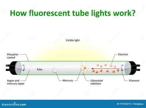 Construction And Working Principle Of Fluorescent Lamp at Samantha ...