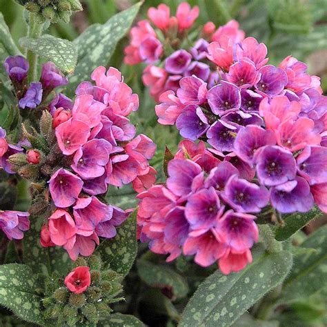 10 Shade Garden Plants for a Colorful Garden