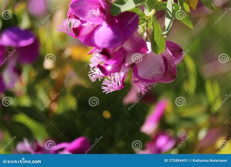 Spring Bloom Series - Pink Flowering Polygala Shrub - Polygaloides ...