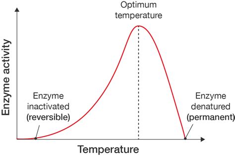 https://rmitlibrary.github.io/cdn/learninglab/illustration/subject-support/life-science/biochemistry/life%20science_enzyme-temperatures%402x.png