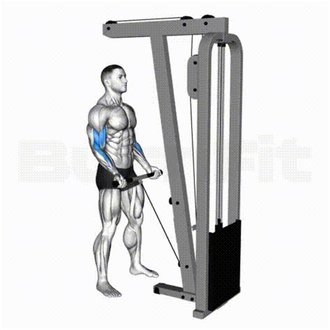 Image result for Cable Curl Workout