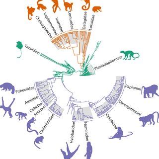 Image result for Primate Evolution Tree