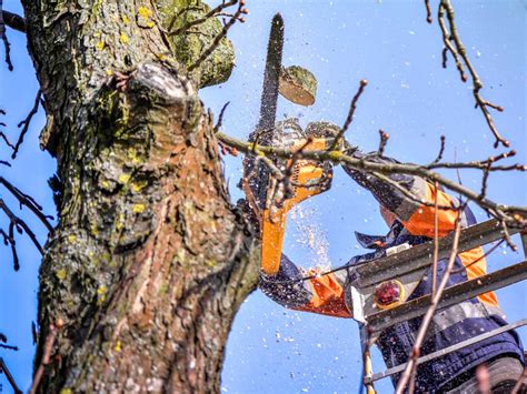 Image result for St. Helena Tree Felling