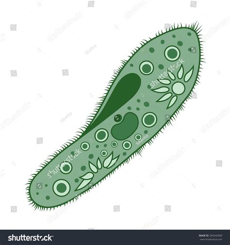 Paramecium Phylum Ciliophora Infusorium Isolated On Stock Vector (Royalty Free) 294242009