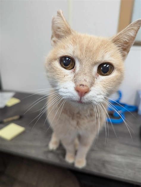 Animal Shelters in Pawtucket, RI - Find Paw Pal