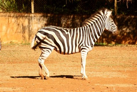 Image result for Zebra Side View