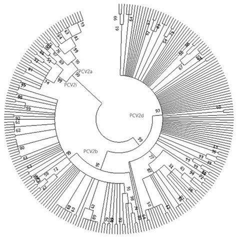 Frequency and Genetic Analysis of Porcine Circovirus Type 2, Which ...