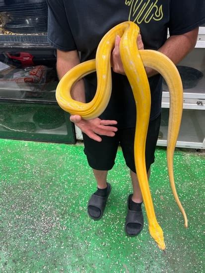 Image result for Purple Morph Reticulated Python