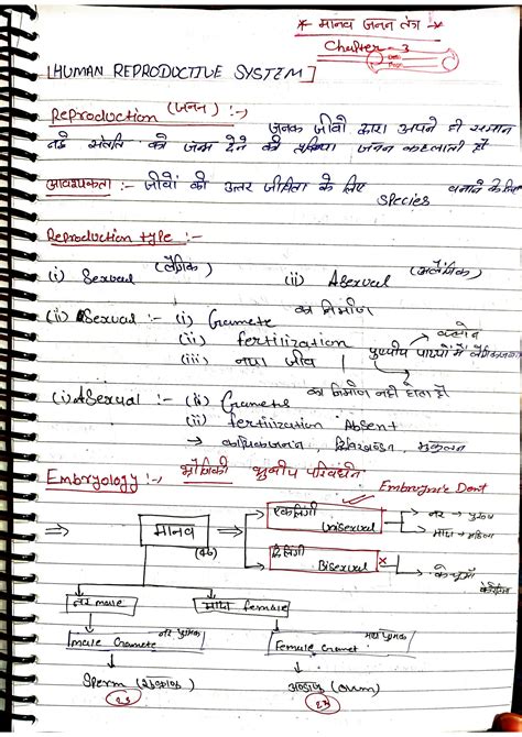 Image result for Class 12 Bio Human Reproduction