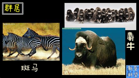 非洲野生动物宽屏壁纸-动物壁纸-壁纸下载-www.pp3.cn