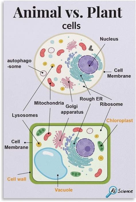 Cell Structure Poster 的图像结果