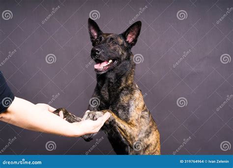 Dog Paw Takes the Man. People Support Pets, Studio Shot Stock Photo ...