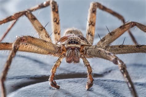 Huntsman spider - Australian Geographic