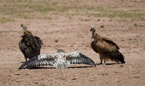 IN PHOTOS | India’s vultures again on the edge