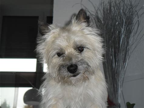 Cairn Terrier fachgerechtes Handtrimming vom Cairn Züchter FCI Standard ...