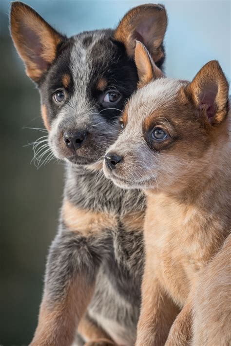 Heeler Puppies