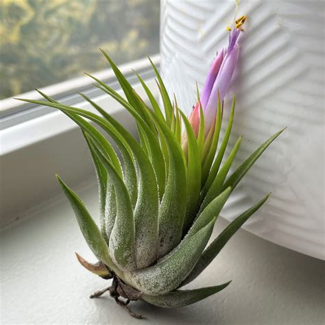 Air Plant - Tillandsia kolbii (One Plant) | Little Prince of Oregon Nursery