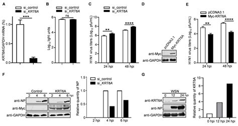 KRT6A Restricts Influenza A Virus Replication by Inhibiting the Nuclear ...