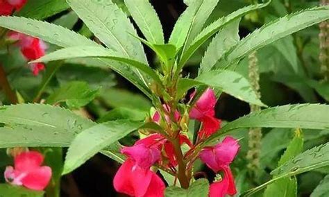 Image result for Norma Chaveta Polegadas