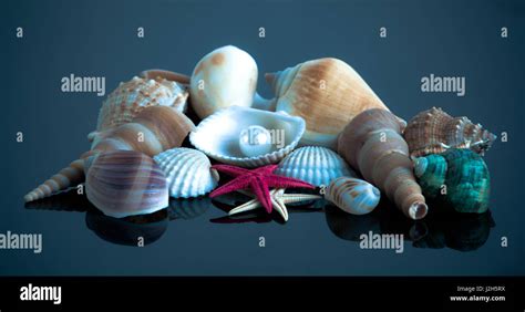 Sea Shell Collections 的图像结果