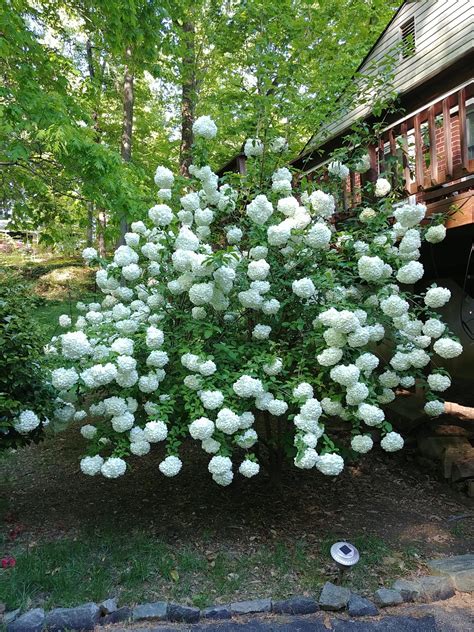 Lime Snowball Bush