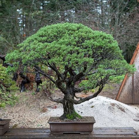 Monterey Cypress Bonsai Care Guide
