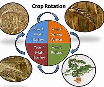 Image result for cooperative rotation