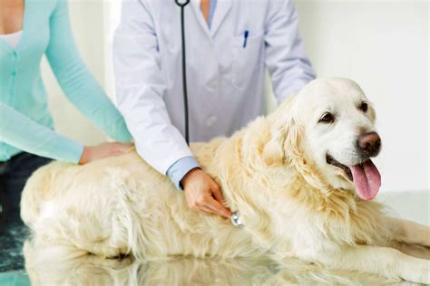 How Much Does Dog Lipoma Removal Cost? (2026)