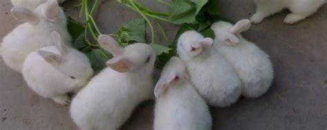 獭兔常用药物的使用方法，附青霉素使用注意事项 - 农敢网