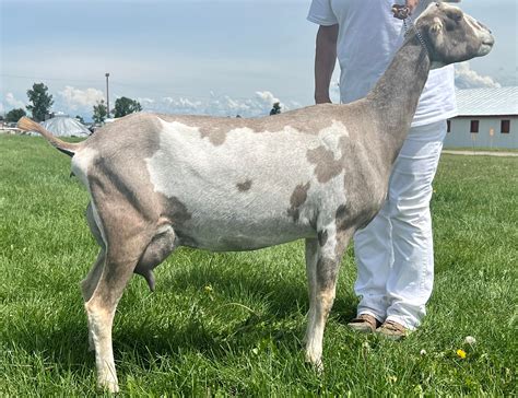 Lamancha Dairy Goats