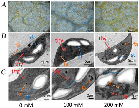 Plants | Special Issue : Abiotic Stress Signaling and Responses in Plants