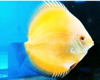 Yellow Checkerboard Discus 的图像结果