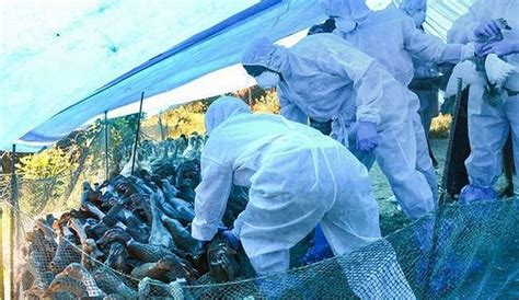 Bird flu precautions avoid undercooked meat and eggs says Experts: बर्ड ...
