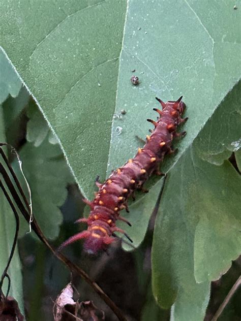 Pipevine swallowtail caterpillar / pollinator appreciation post : r ...