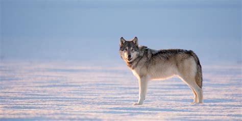 Image result for Gray Wolves Yellowstone